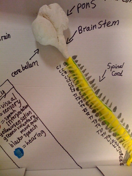 brainstem1.jpg